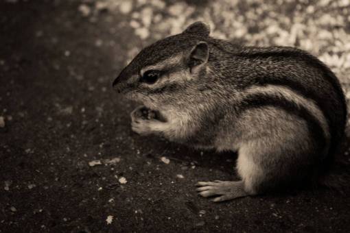 chip ardilla animales blanco y negro naturaleza