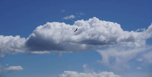 volador nubes pájaro volando cielo vuelo silueta antecedentes