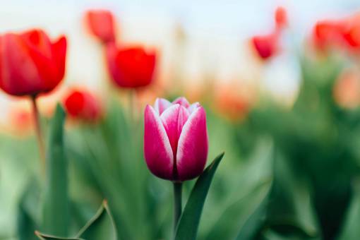 colorful  tulip  green  leaf  garden  farm  field
