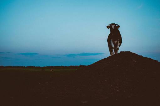 tarde vaca animal granja ganado colina campo silueta