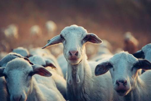 curiosity curious  goat  farm  animals  cattle  look  close-up
