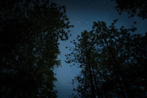 observacion noche oscura estrellas árboles observación de estrellas camping bosques