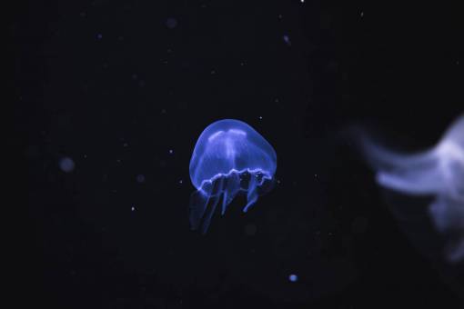 bajo medusas de agua oscura animales acuáticos luz subacuática