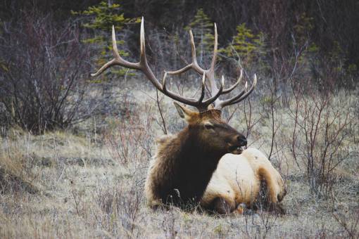 horn-of-africa deer  animal  horn  wildlife  forest  mountain  grass
