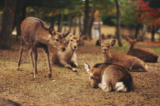 deer  animal  wildlife  tree  plant  nature  outdoor