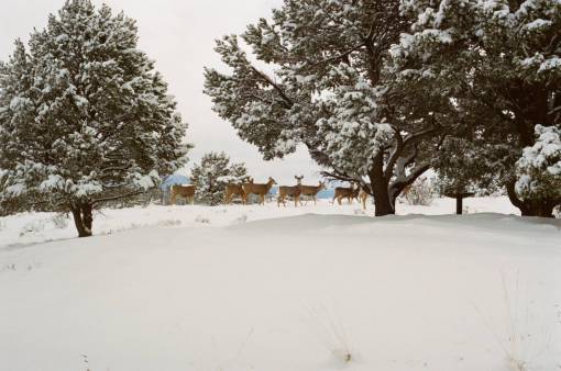 colorado deer  animals  snow  winter  cold  trees  colorado
