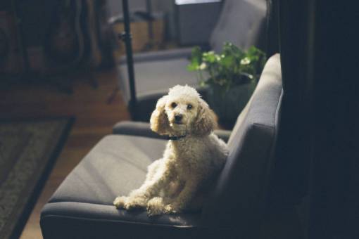 dog  puppy  animal  pet  couch  sofa  living