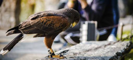aguila águila pájaro animal al aire libre