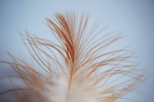 liso pluma hojas pájaro hebra marrón blanco liso