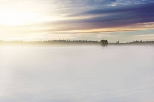nubes blancas campo planta árbol niebla cielo blanco nubes