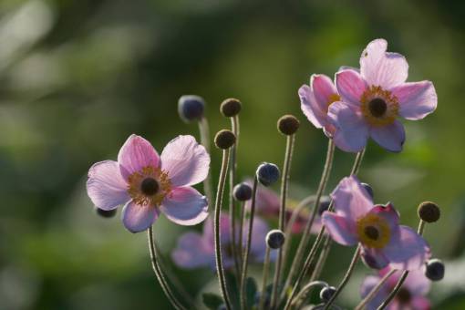 flower  buds  garden  nature  round  blossom  flora