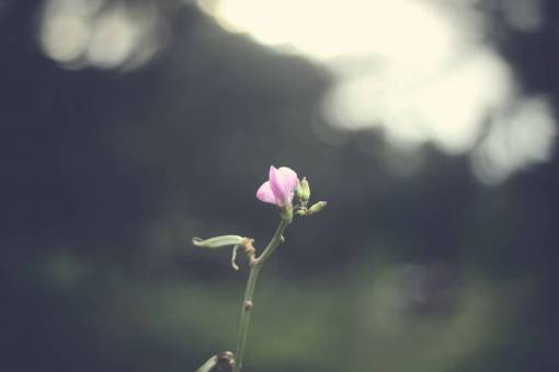 poker flor natureza planta jardim ao ar livre bokeh