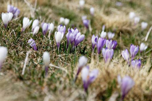 flower  violet  petal  bloom  garden  plant  nature