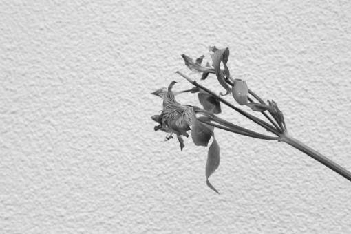 stem-cell flower  white  simple  monochromatic  black and white  nature  stem
