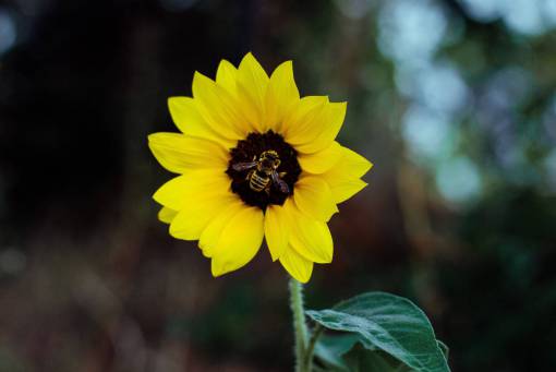 sunflower-sunset flower  yellow  petal  bloom  garden  plant  nature