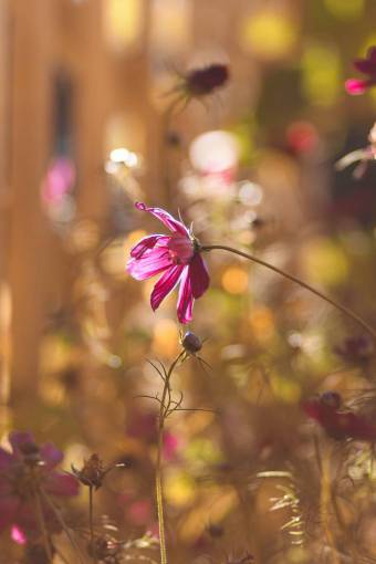stalks flowers  nature  blossoms  branches  bed  field  stems