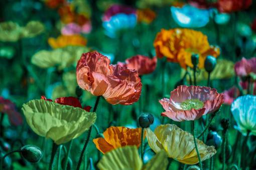 stalks flowers  nature  blossoms  branches  bed  field  stems