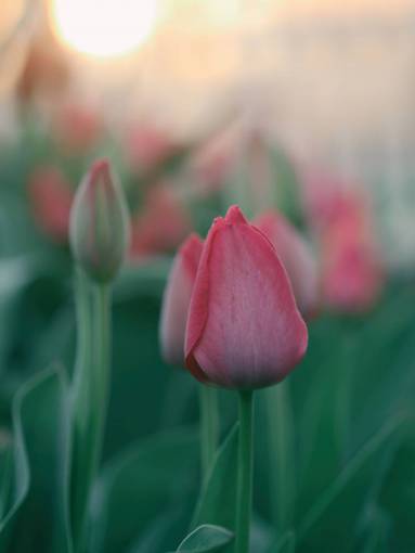 stalks flowers  nature  blossoms  branches  bed  field  stems