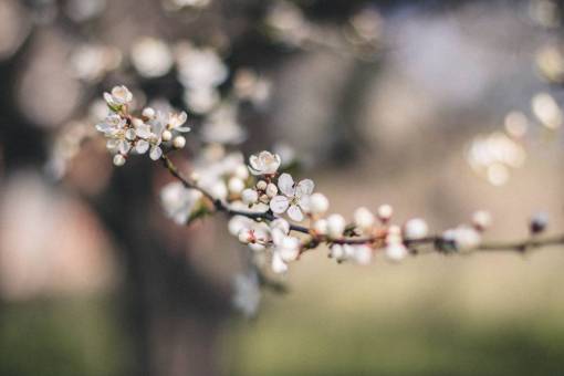stalks flowers  nature  blossoms  branches  stems  stalk  white