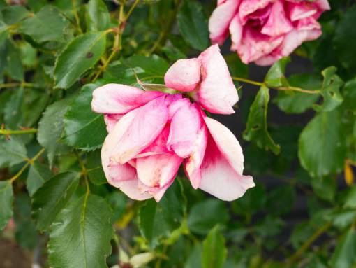 stalks flowers  nature  blossoms  stems  stalks  leaves  pink