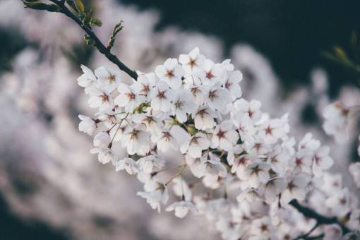 ramo en flor flores naturaleza cerezos en flor ramas pétalos blancos