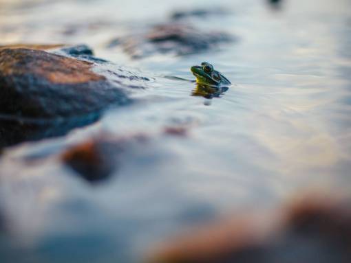 frog frog  reptile  water  animal  outdoor  nature  blur