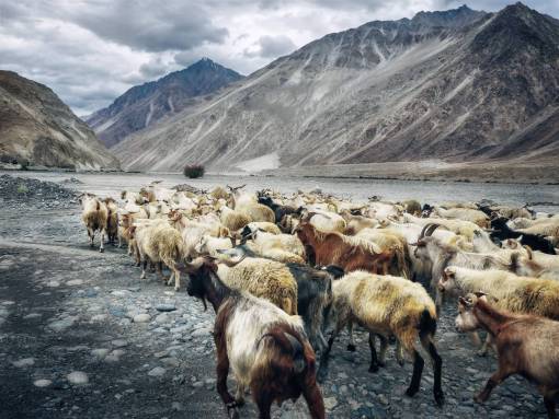 goat  animal  mountain  highland  landscape  nature  rocks