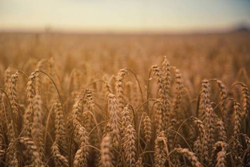 grass  farm  agriculture  field  landscape  crops  nature