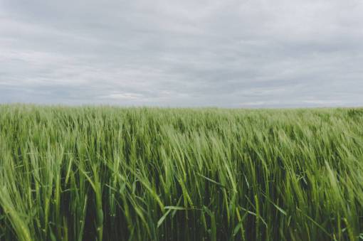 green  grass  farm  field  crops  agriculture  outdoor
