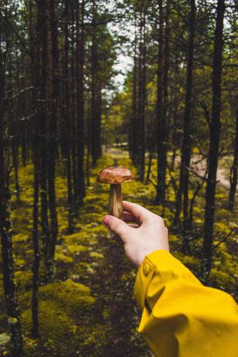 mushroom green  grass  tree  plant  nature  outdoor  travel
