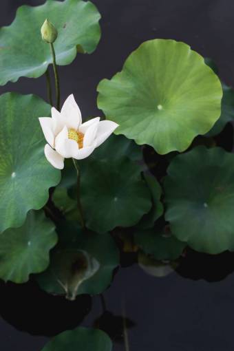 green  leaf  plant  flower  petal  nature  dark