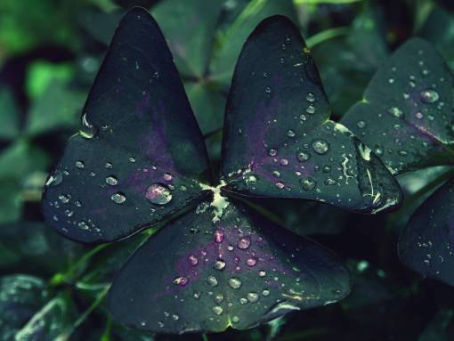 ia hojas verdes plantas rocío naturaleza