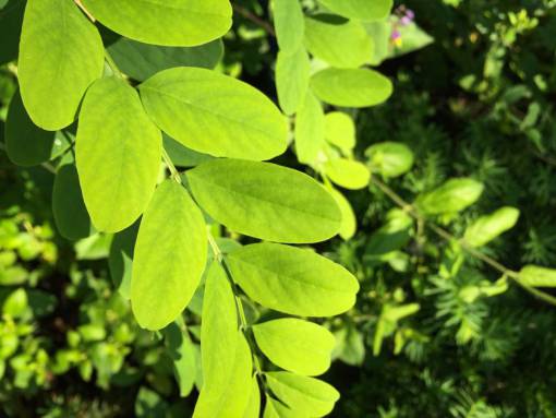 hojas verdes plantas árboles arbustos naturaleza