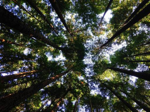 alto verde madera alta árboles naturaleza bosque bosques