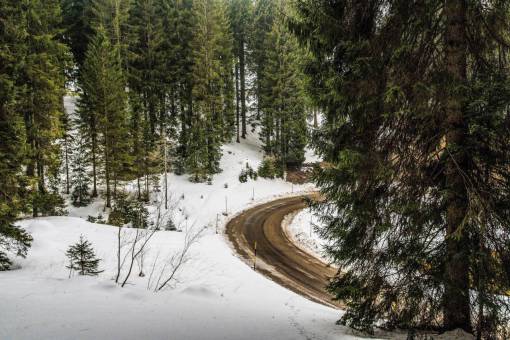 hielo paisaje árboles verdes planta naturaleza bosque nieve invierno