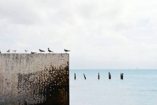 gaviota cielo gris nubes postes de agua pájaros gaviotas