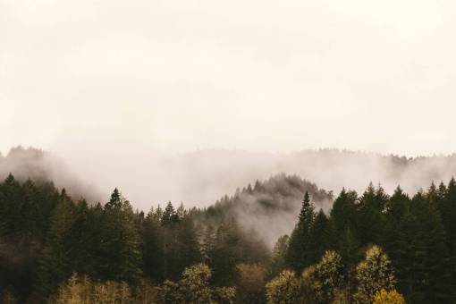 hills  pines  mountains  fog  clouds  nature  adventure