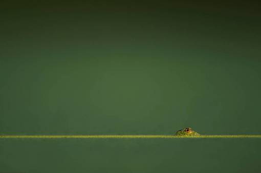 lizard horizon  green  blur  reptile  animal  eye  lizard
