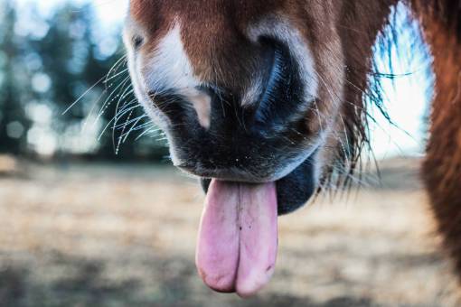 tongue horse  animal  brown  snout  grass  leaves  tongue
