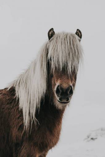 caballos caballo animal marrón blanco nieve invierno frío