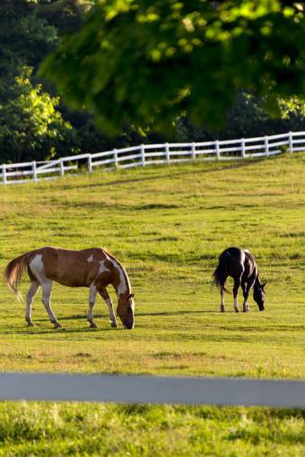horses  pasture  fence  grazing  equine  horse  field