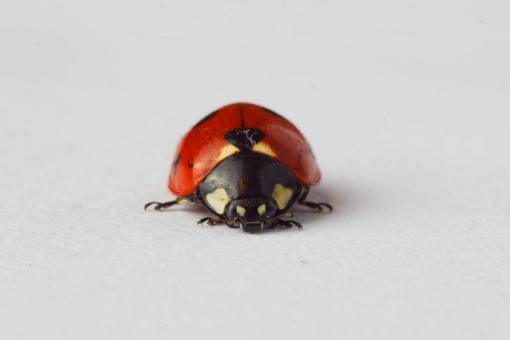 mariquita mariquita mariquita insecto animales