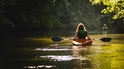 paddle-board lake  water  sunlight  dark  sunrise  tree  plants