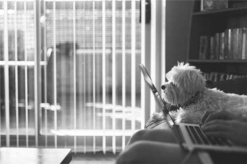 mecanografia ordenador portátil macbook escribiendo trabajo negocio perro cachorro