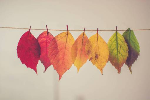 hojas colorido naturaleza árbol planta otoño otoño