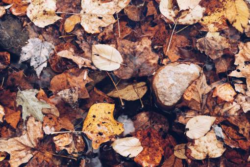 dried-food leaves  green  plant  garden  dried  fall  autumn
