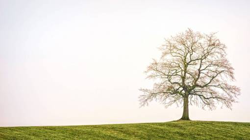 solitario solitario árbol campo naturaleza otoño invierno solo