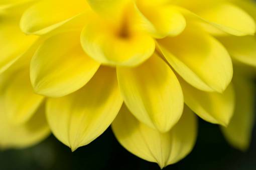 macro  yellow  flower  petals  nature  garden  bloom