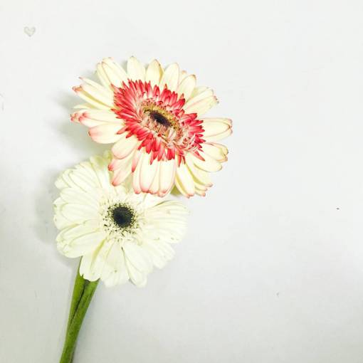 hermosas flores Minimalis Flor Flor blanca Hermosa flor algo fresco