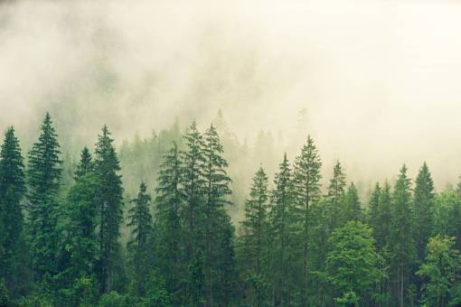 alto brumoso mañana bosque verde montaña naturaleza alto